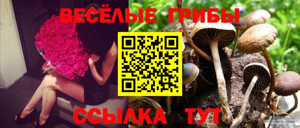 Галлюциногенные грибы GOLDEN TEACHER Каменск-Шахтинский